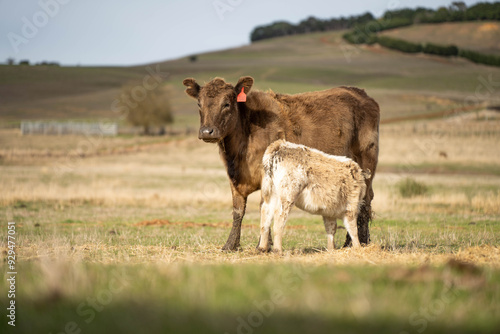 beautiful cattle in Australia eating grass, grazing on pasture. Herd of cows free range beef being regenerative raised on an agricultural farm. Sustainable farming 