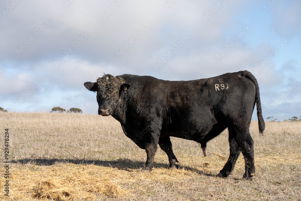 beautiful cattle in Australia eating grass, grazing on pasture. Herd of cows free range beef being regenerative raised on an agricultural farm. Sustainable farming beautiful cattle in Australia eating grass, grazing on pasture. Herd of cows free range beef being regenerative raised on an agricultural farm. Sustainable farming