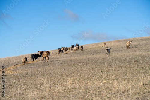 cows in a field, Beef cows and calves grazing on grass in Australia