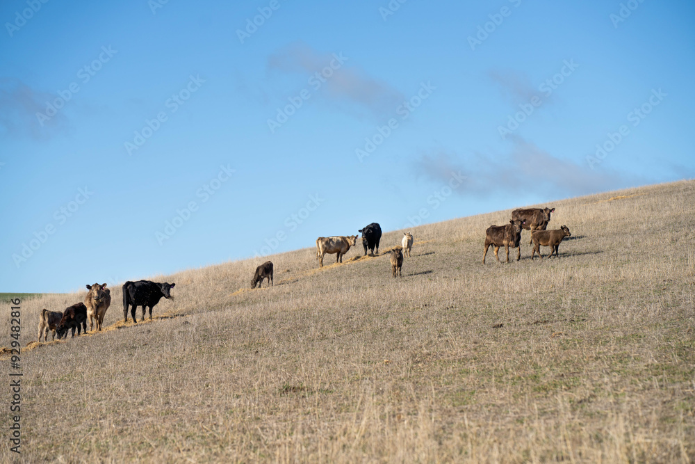 beautiful cattle in Australia eating grass, grazing on pasture. Herd of cows free range beef being regenerative raised on an agricultural farm. Sustainable farming beautiful cattle in Australia eating grass, grazing on pasture. Herd of cows free range beef being regenerative raised on an agricultural farm. Sustainable farming