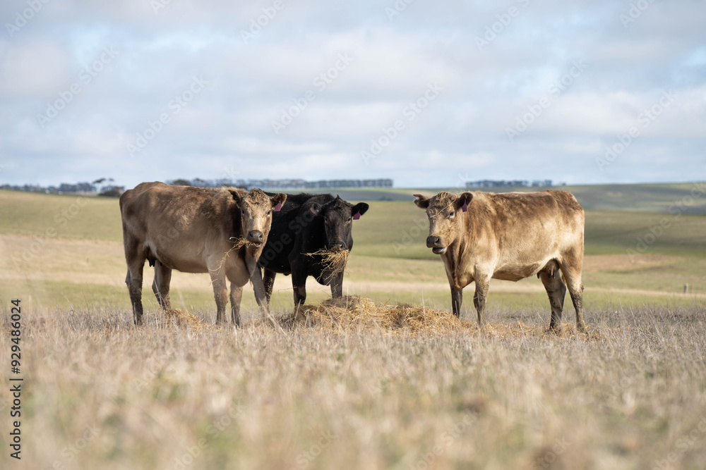 Fototapeta premium beautiful cattle in Australia eating grass, grazing on pasture. Herd of cows free range beef being regenerative raised on an agricultural farm. Sustainable farming 