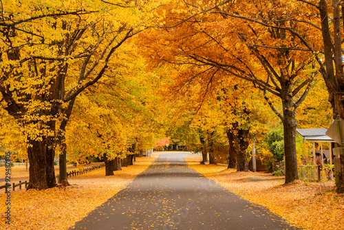 Country Streetscape in Autumn/Fall