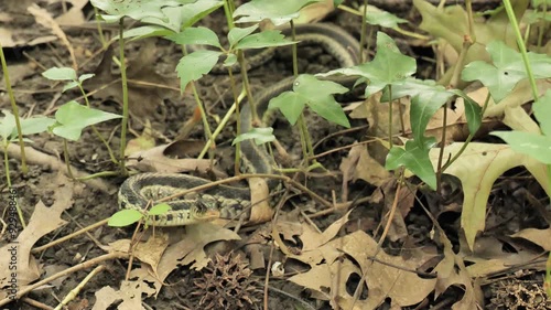 The common garter snake (Thamnophis sirtalis) freezes and then quickly runs away. photo