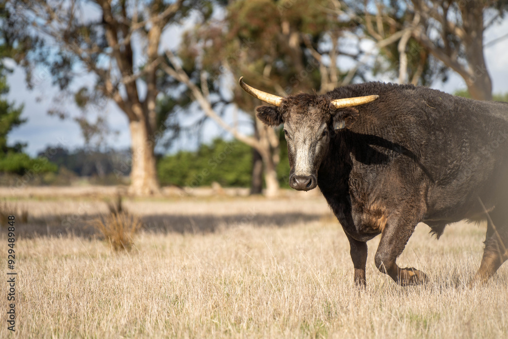 cows in a field, Beef cows and calves grazing on grass in Australia cows in a field, Beef cows and calves grazing on grass in Australia