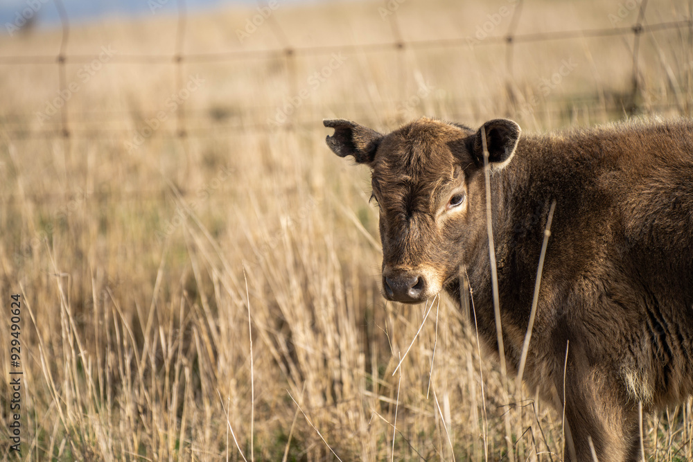 cows in a field, Beef cows and calves grazing on grass in Australia cows in a field, Beef cows and calves grazing on grass in Australia