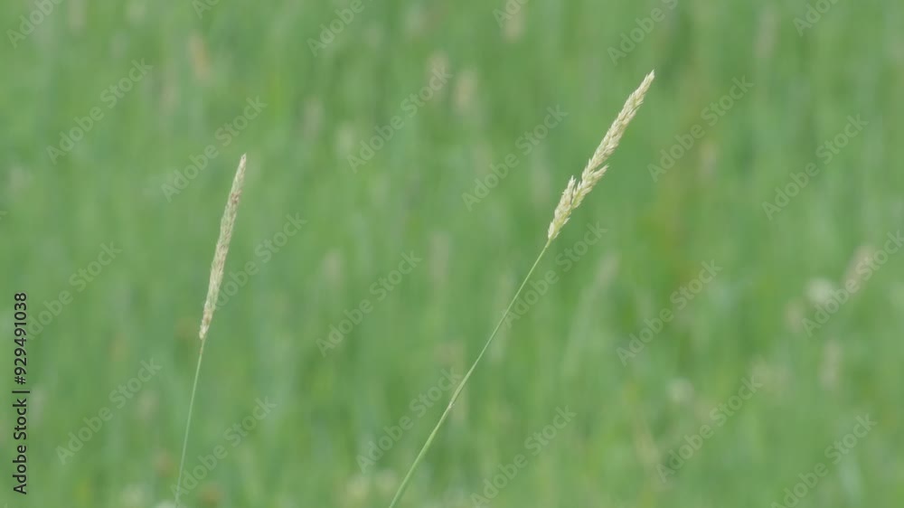 初夏の牧草地 初夏の牧草地