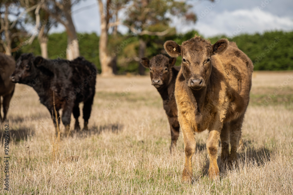 cows in a field, Beef cows and calves grazing on grass in Australia cows in a field, Beef cows and calves grazing on grass in Australia