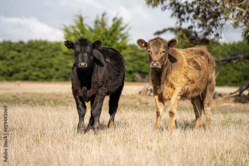 beautiful cattle in Australia eating grass, grazing on pasture. Herd of cows free range beef being regenerative raised on an agricultural farm. Sustainable farming beautiful cattle in Australia eating grass, grazing on pasture. Herd of cows free range beef being regenerative raised on an agricultural farm. Sustainable farming