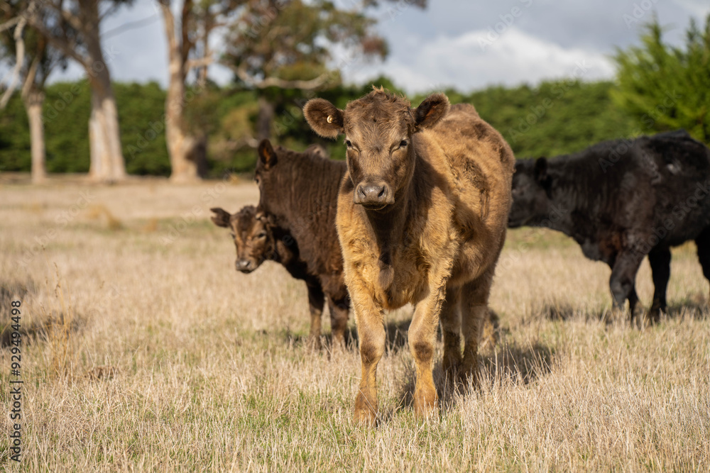 cows in a field, Beef cows and calves grazing on grass in Australia cows in a field, Beef cows and calves grazing on grass in Australia