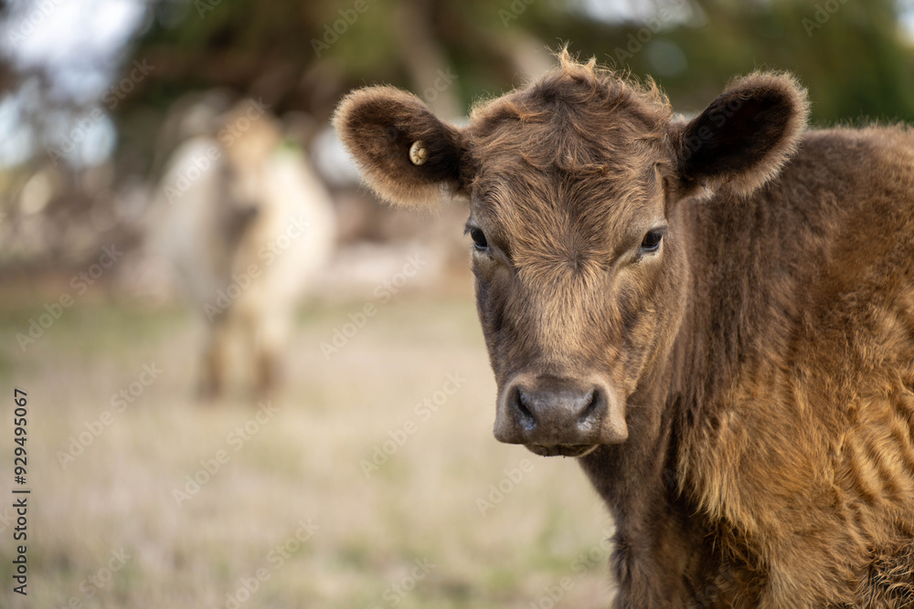 beautiful cattle in Australia eating grass, grazing on pasture. Herd of cows free range beef being regenerative raised on an agricultural farm. Sustainable farming beautiful cattle in Australia eating grass, grazing on pasture. Herd of cows free range beef being regenerative raised on an agricultural farm. Sustainable farming