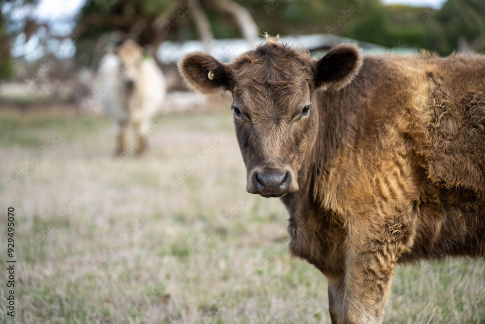 beautiful cattle in Australia eating grass, grazing on pasture. Herd of cows free range beef being regenerative raised on an agricultural farm. Sustainable farming beautiful cattle in Australia eating grass, grazing on pasture. Herd of cows free range beef being regenerative raised on an agricultural farm. Sustainable farming