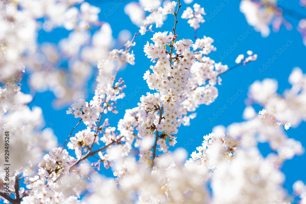 White blossom tree. Spring flower background. Blossom cherry tree in spring time. Blossom tree over blue sky. Blossoming tree brunch with white flowers. White blossom tree. Spring flower background. Blossom cherry tree in spring time. Blossom tree over blue sky. Blossoming tree brunch with white flowers.