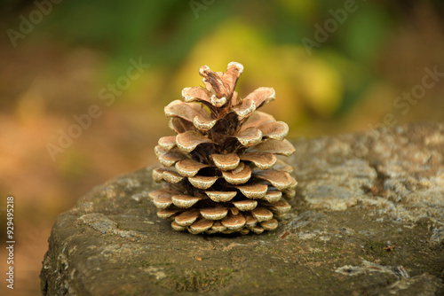 close up of a pine cone