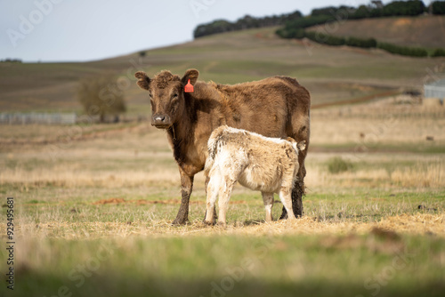 beautiful cattle in Australia eating grass, grazing on pasture. Herd of cows free range beef being regenerative raised on an agricultural farm. Sustainable farming 