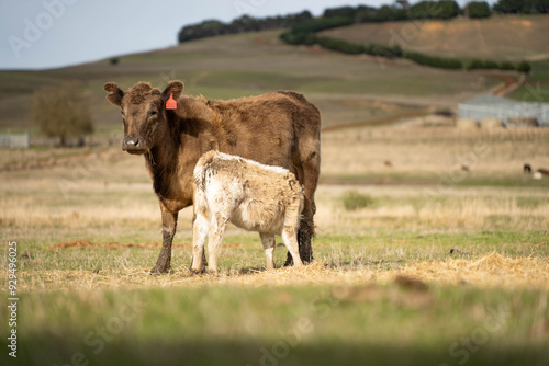 beautiful cattle in Australia eating grass, grazing on pasture. Herd of cows free range beef being regenerative raised on an agricultural farm. Sustainable farming 