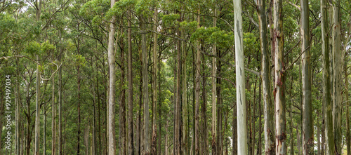 tall euclayptus trees, near Tenterfield