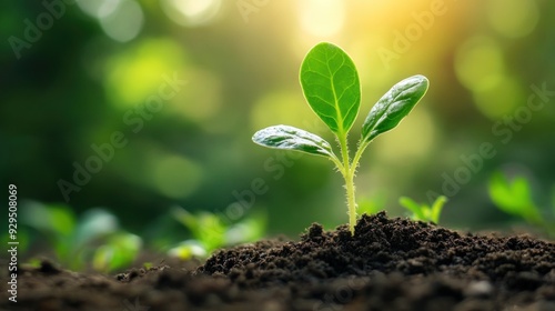 Young Sprout Growing in Soil Against Green Background