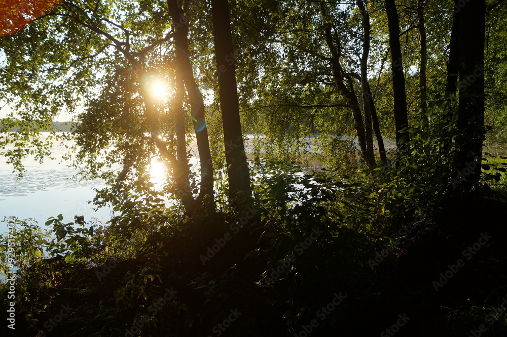 Obraz premium lake in the forest
