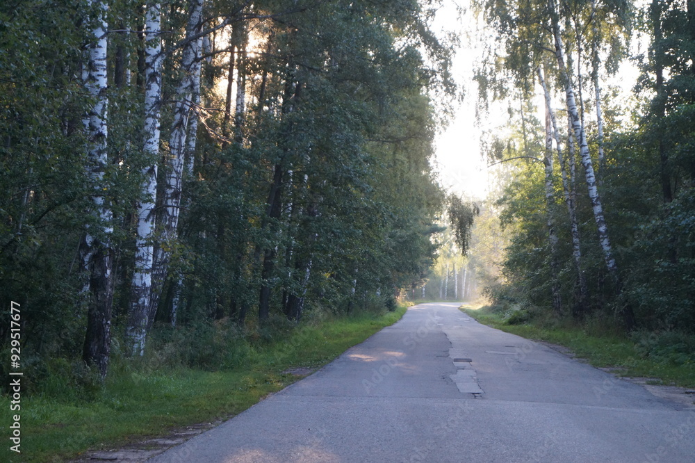 Naklejka premium morning in forest