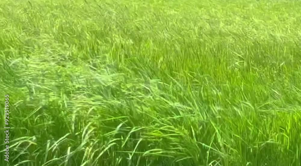 風に揺れる田んぼのイメージ 風に揺れる田んぼのイメージ