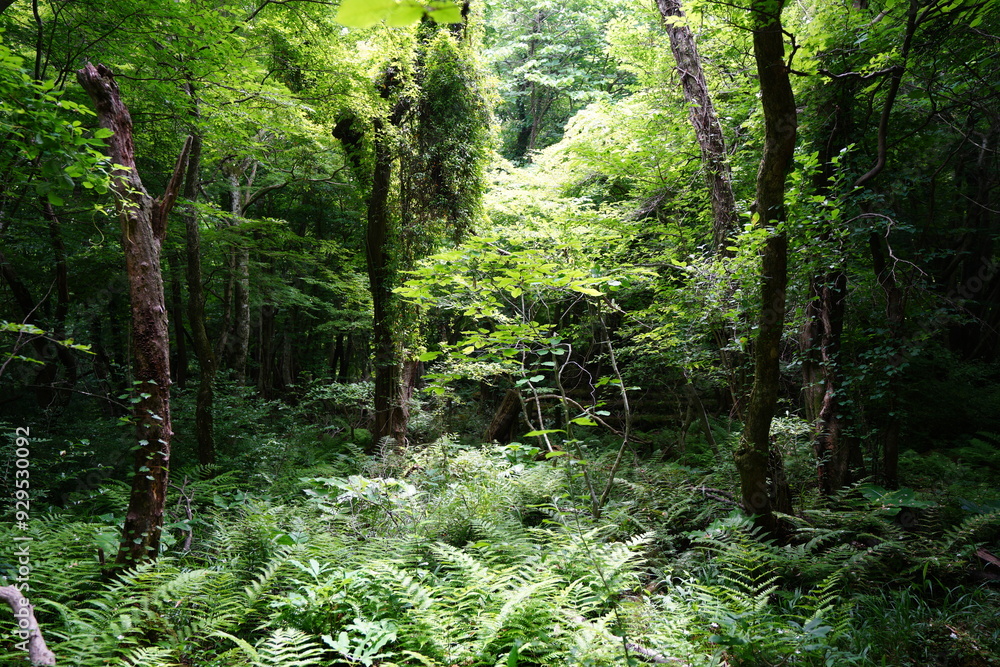 Obraz premium dense spring forest in the refreshing sunlight