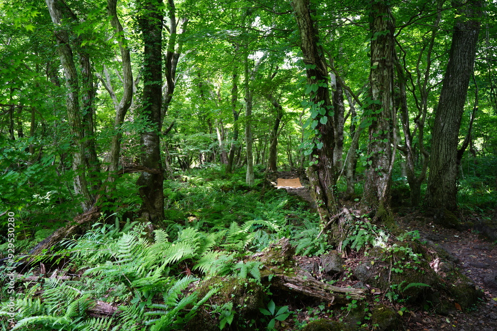 fine path through deep forest fine path through deep forest