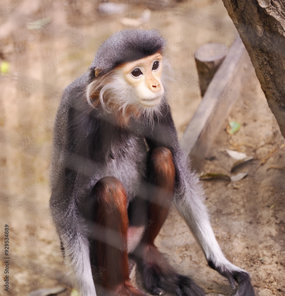 Fototapeta premium デュグラングール