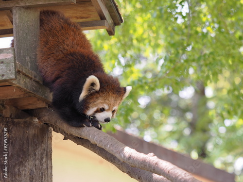 レッサーパンダ photo