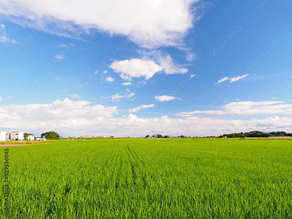 Obraz premium 緑色の田