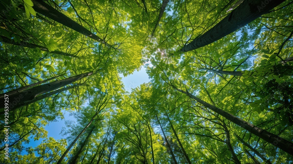 Fototapeta premium Looking up through a canopy of trees with sunlight filtering through the leaves.