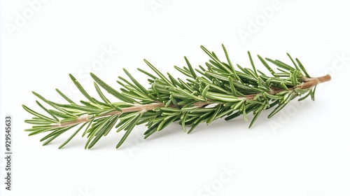 A sprig of fresh rosemary, commonly used as a culinary herb for flavoring dishes.