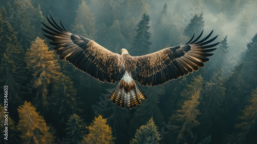 above view of flying bird, Eagle, over forest background photo