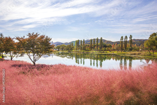 Gapyeong-gun, Gyeonggi-do, South Korea - October 29, 2021: Autumnal view of red leaves of Pink Muhly with poplar trees at Jarasum Island besides Bukhan River  photo