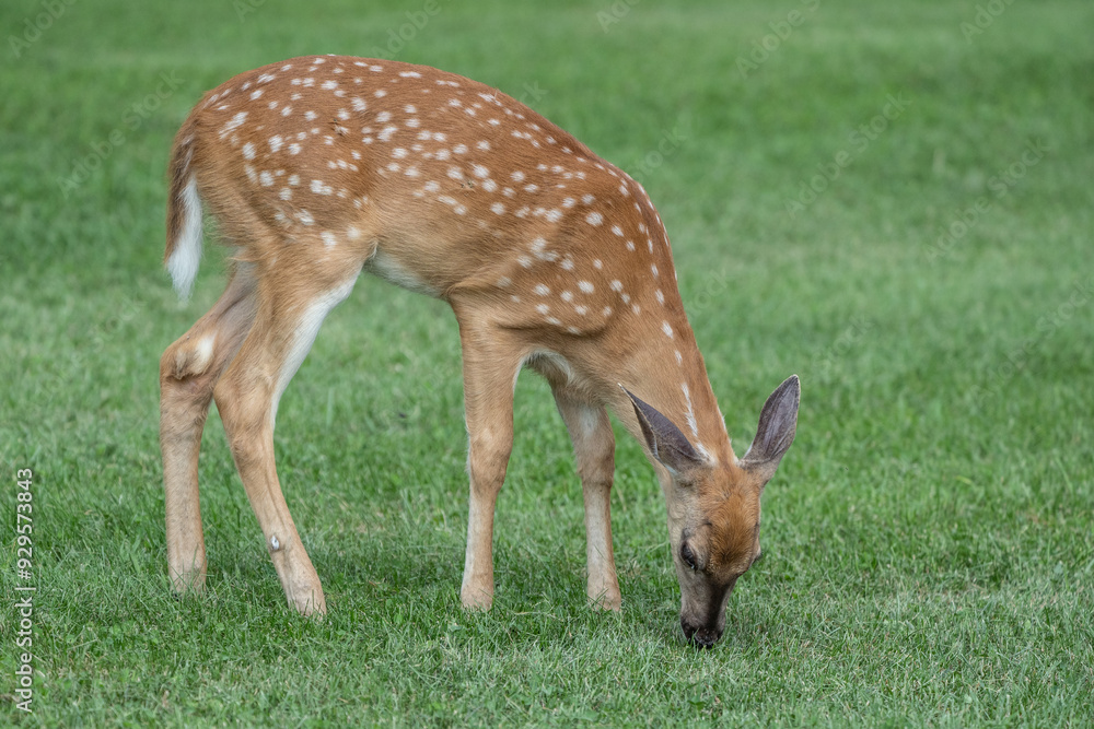 White-tailed Deer Fawn Grazing White-tailed Deer Fawn Grazing
