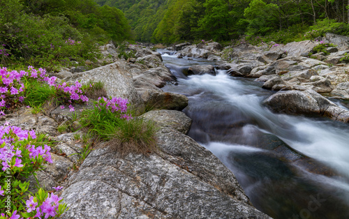 Sannae-myeon, Namwon-si, Jeollabuk-do, South Korea - May 1, 2018: Spring view of wild pink azalea flowers at Dalgung Valley of Jirisan Mountain photo