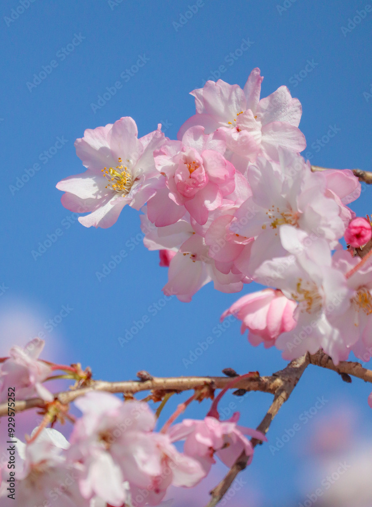 Obraz premium cherry blossom