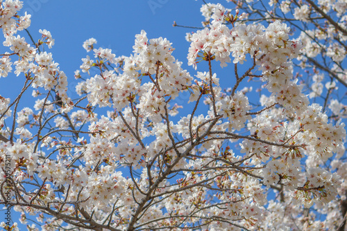 cherry blossom