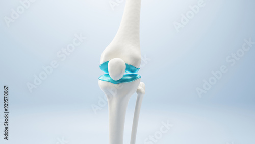 Photos 3D Bone knee joint, Healthy human skeleton anatomy isolated on soft background