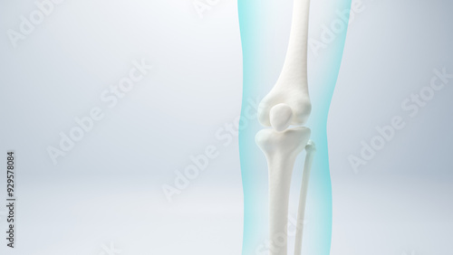  3D Bone knee joint, Healthy human skeleton anatomy isolated on soft background. 3d rendering.