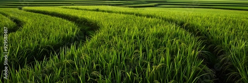 Agriculture landscape in Asia. Green field, nature s travel destination. Plantation farming, rice photo