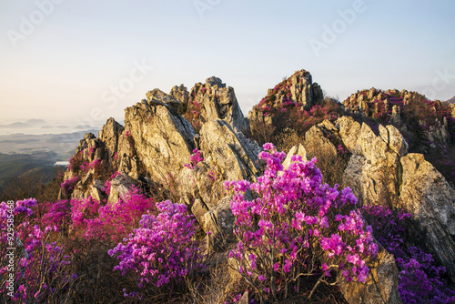 Gangjin-gun, Jeollanam-do, South Korea - April 9, 2022: High angle and morning view of pink azalea flowers on the peaks of Jujaksan Mountain against sea in spring photo