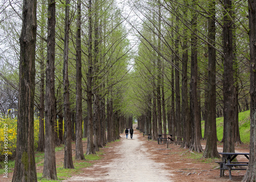 Sangam-dong, Mapo-gu, Seoul, South Korea - April 13, 2022: Spring view of a couple walking on trail with bench along metasequoia trees at World Cup Park