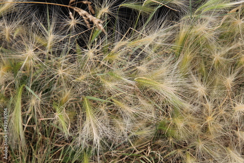 close up of grass, Pylypow Wetlands, Edmonton, Alberta