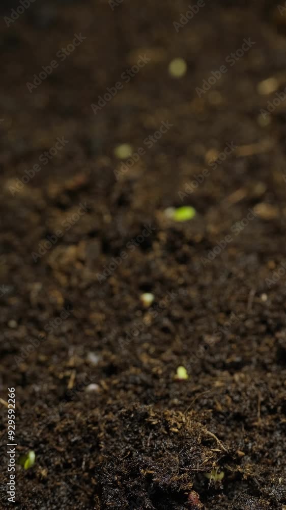 Growing seeds rising from soil vertical time lapse video. Growing seeds rising from soil vertical time lapse video.