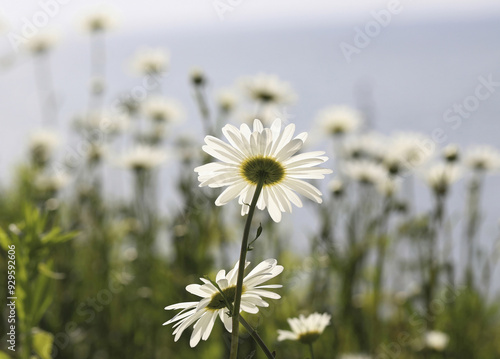 Close-up and low angle view of white Shasta Daisy on the hill in spring near Buan-gun, South Korea  photo