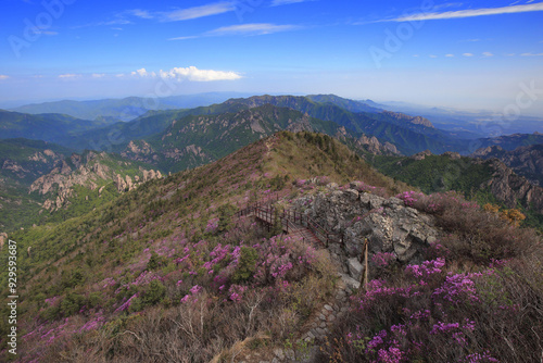 High angle and morning view of hiking deck trail with pink azalea flowers on Jungcheong Peak of Seoraksan Mountain in spring near Inje-gun, South Korea 