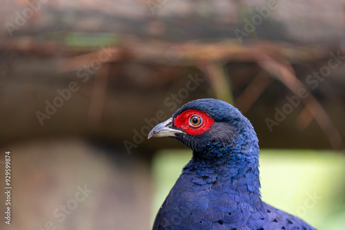 Portrait of a male pheasant endemic bird of Taiwan, mikado pheasant male