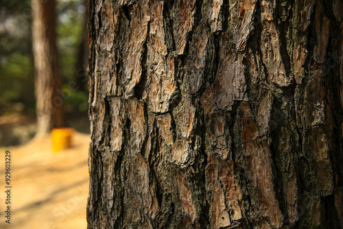 Close-up of trunk and skin of a pine tree in the morning at Hongneung Neighborhood Park at Dongdaemun-gu of Seoul, South Korea 