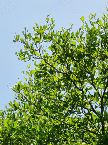 Terminalia ivorensis tree branches with green leaves in the garden on a sunny day photo