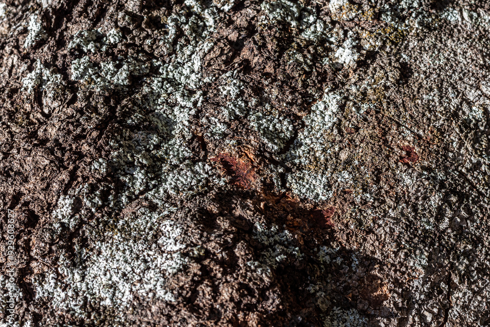 Background texture of old weathered bark Background texture of old weathered bark